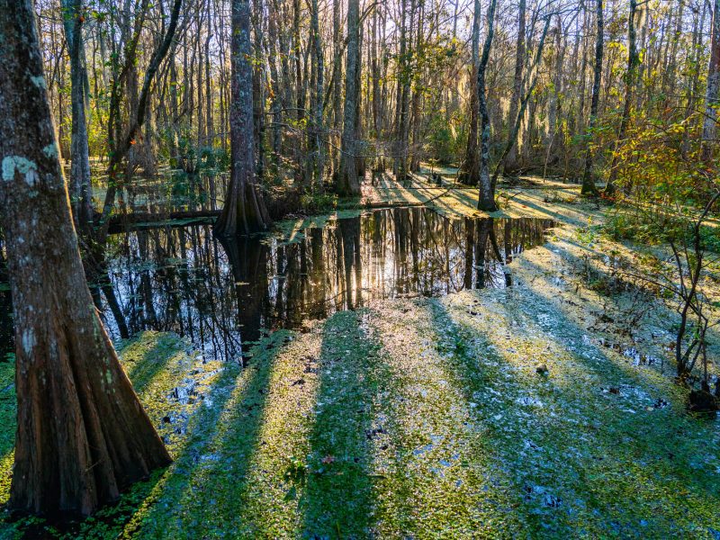 SWAMP SCENE-1